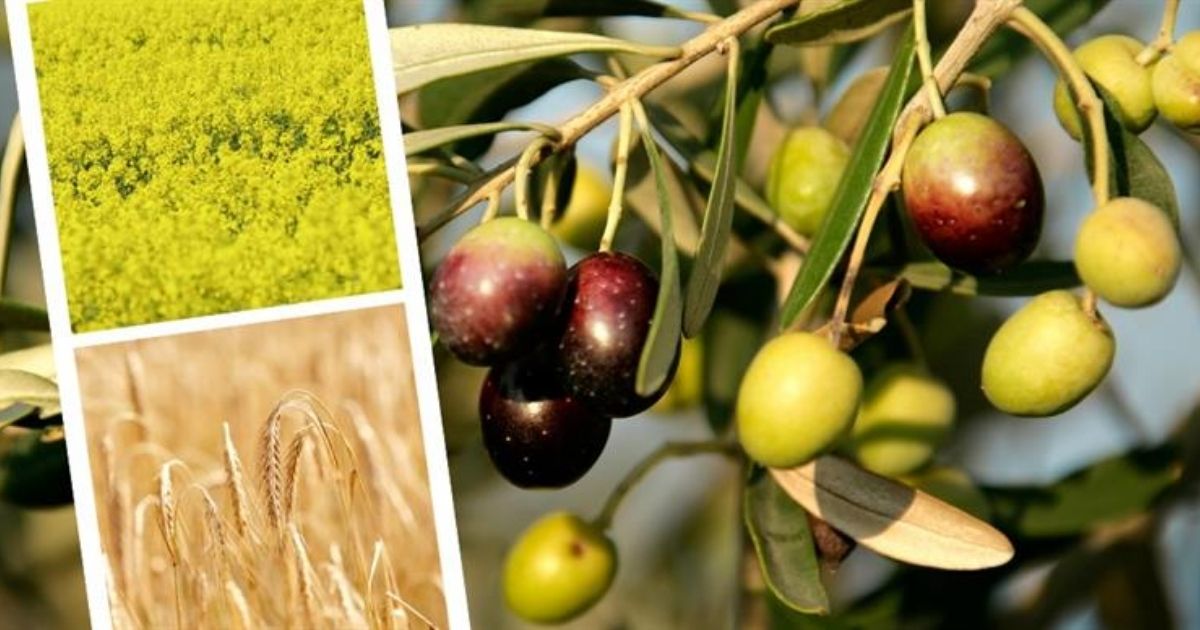 ciftci destek 826 milyon liralık tarımsal destek ödemesi çiftçilerin hesaplarına aktarılıyor