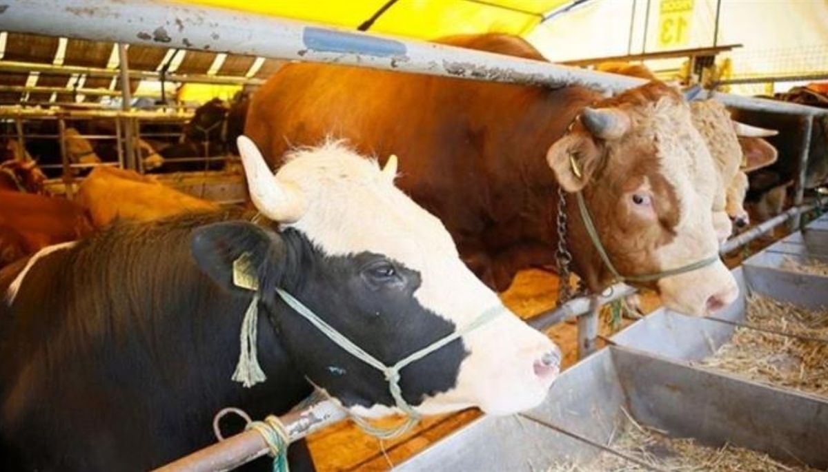 sap hastalik Şap hastalığına karşı 38 ilde hayvan pazarları yeniden açıldı