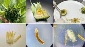 aycicegi islah suresini kisaltacak projeye tubitak destegi 5f7f54ee SUBÜ'de Ayçiçeğinde Biyoteknolojik Islahı Hızlandıracak Projeye TÜBİTAK Desteği Sağlandı