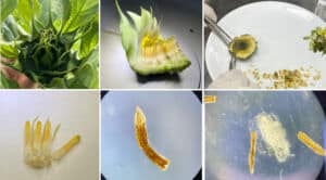 TÜBİTAK’tan Ayçiçeğinde Anter Kültürüyle Saf Hat Geliştirilmesine Destek