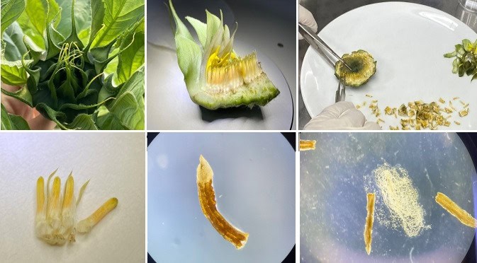 TÜBİTAK’tan Ayçiçeğinde Anter Kültürüyle Saf Hat Geliştirilmesine Destek