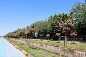 cicek acan sakura agaclari sehri gorsel bir solene donusturdu 2991a07c Sakarya’da Çark Deresi ve Parklarda Sakura Ağaçları Baharı Karşıladı