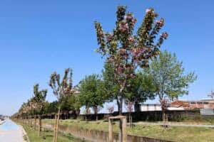 cicek acan sakura agaclari sehri gorsel bir solene donusturdu 38bd1510 Sakarya’da Çark Deresi ve Parklarda Sakura Ağaçları Baharı Karşıladı