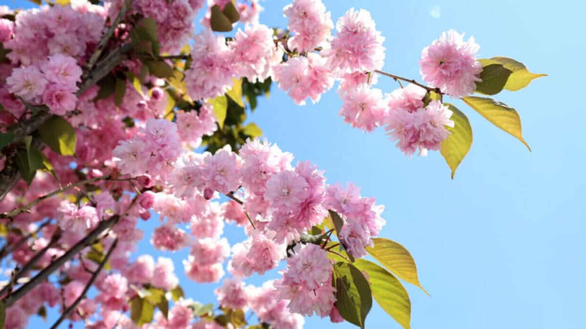 Sakarya’da Çark Deresi ve Parklarda Sakura Ağaçları Baharı Karşıladı