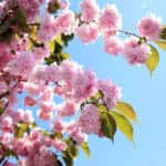 Sakarya’da Çark Deresi ve Parklarda Sakura Ağaçları Baharı Karşıladı