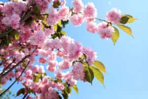 Sakarya’da Çark Deresi ve Parklarda Sakura Ağaçları Baharı Karşıladı