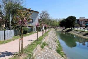 cicek acan sakura agaclari sehri gorsel bir solene donusturdu 58552ef7 1 Sakarya’da Çark Deresi ve Parklarda Sakura Ağaçları Baharı Karşıladı