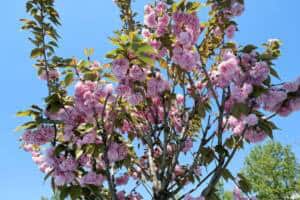 cicek acan sakura agaclari sehri gorsel bir solene donusturdu 7a4de167 1 Sakarya’da Çark Deresi ve Parklarda Sakura Ağaçları Baharı Karşıladı