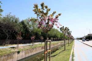 cicek acan sakura agaclari sehri gorsel bir solene donusturdu bd559c0f 1 Sakarya’da Çark Deresi ve Parklarda Sakura Ağaçları Baharı Karşıladı