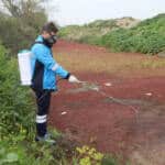 Sakarya Büyükşehir’den Şehrin Tamamında Haşere ve Zararlılarla Etkin Mücadele