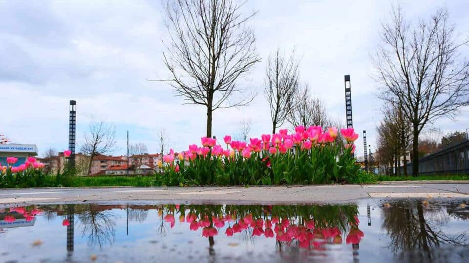 Sakarya’da 200 Bin Çiçek Dikimiyle Baharın Canlı Renkleri Şehri Süsledi